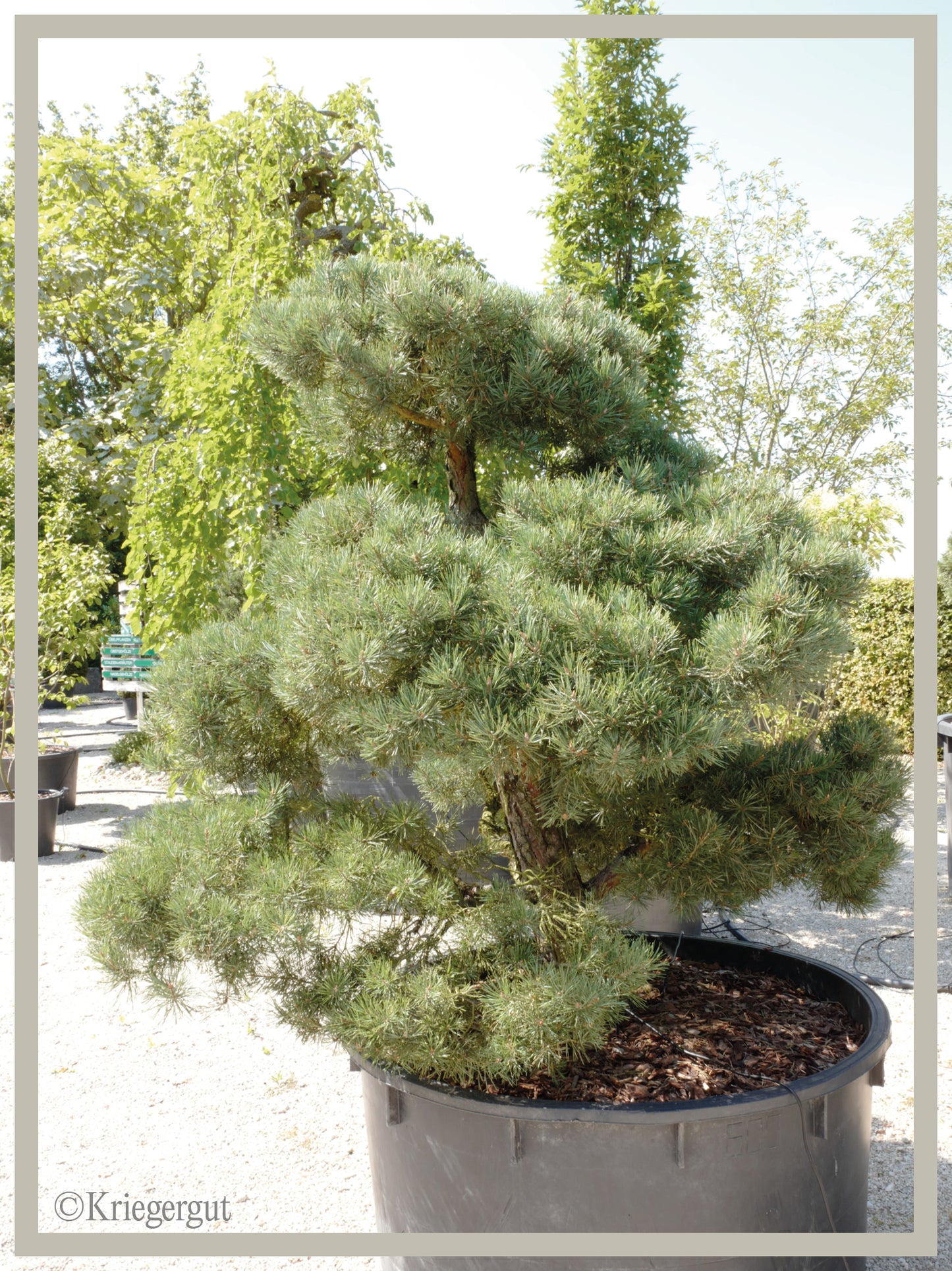 Waldkiefer, Bonsai
