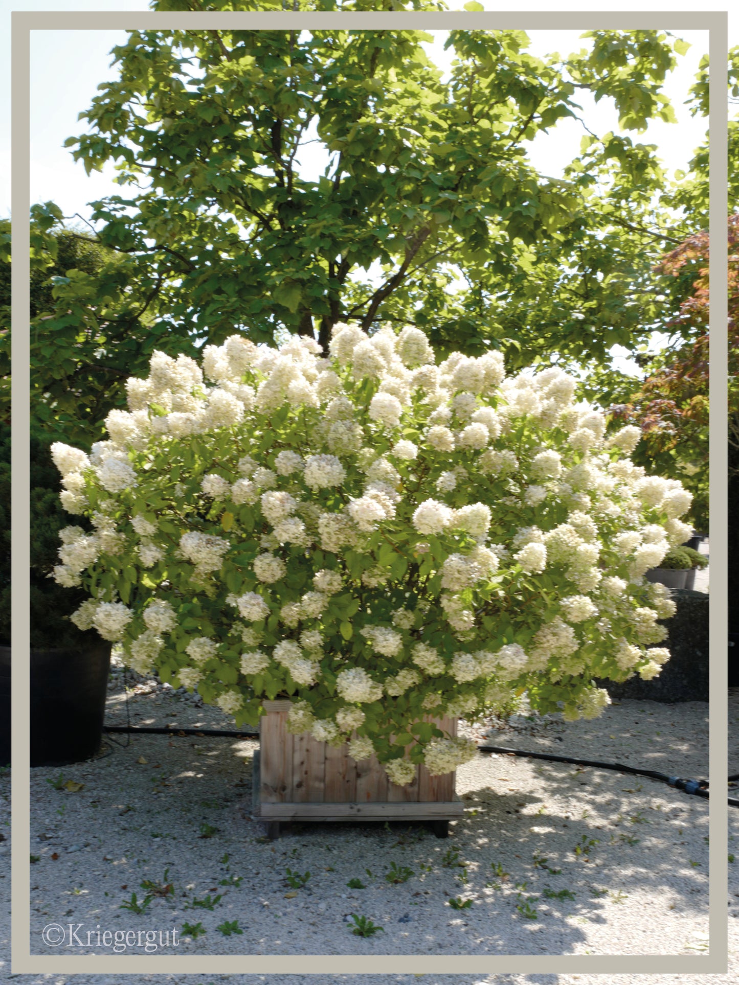 Rispen-Hortensie im Holzkübel