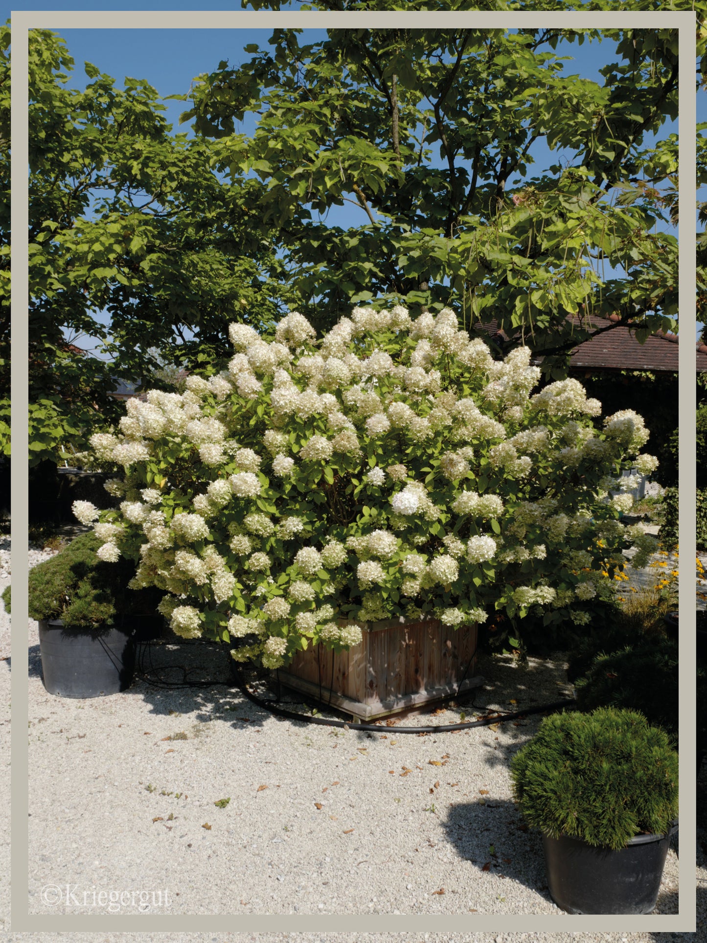 Rispen-Hortensie im Holzkübel