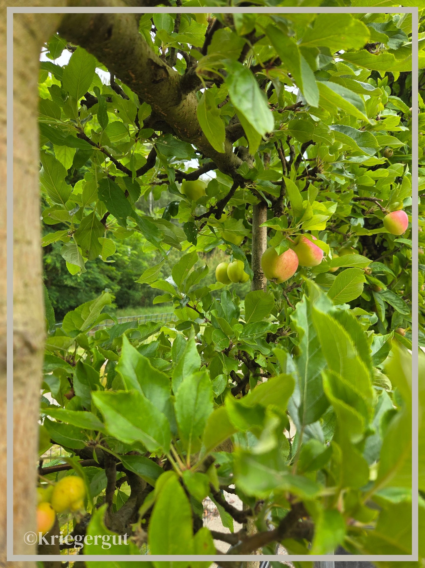 Malus domestica Royal Gala - Bild 3