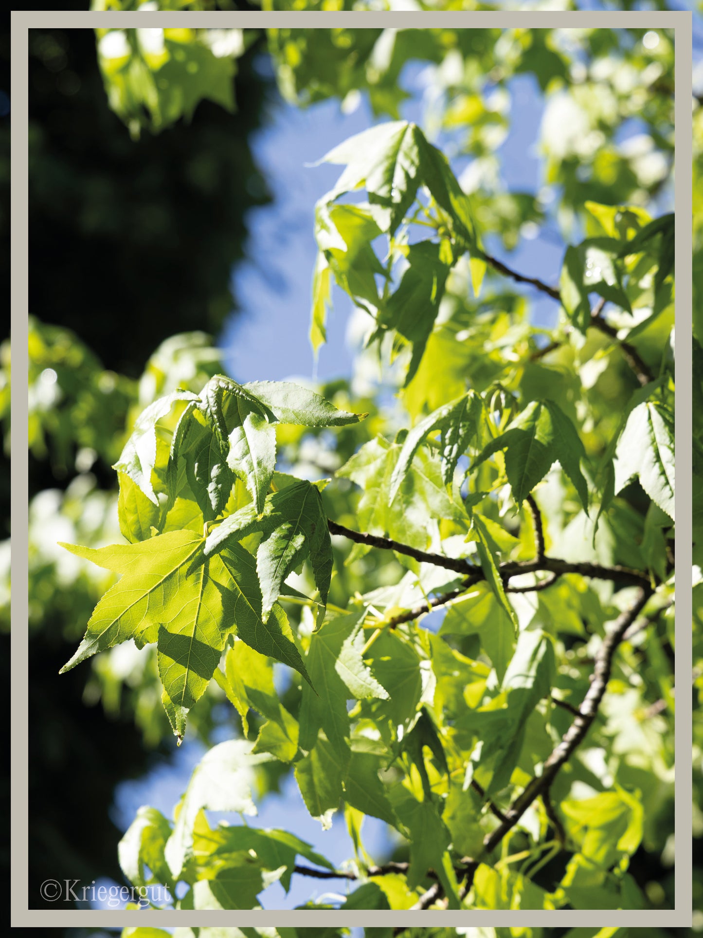 Amberbaum - Bild 2