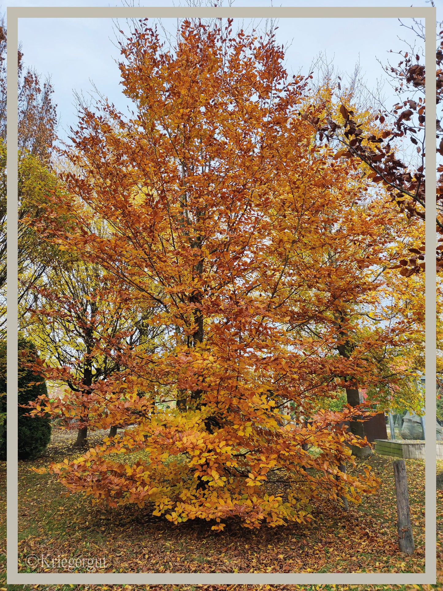 Blut-Buche - Bild 3
