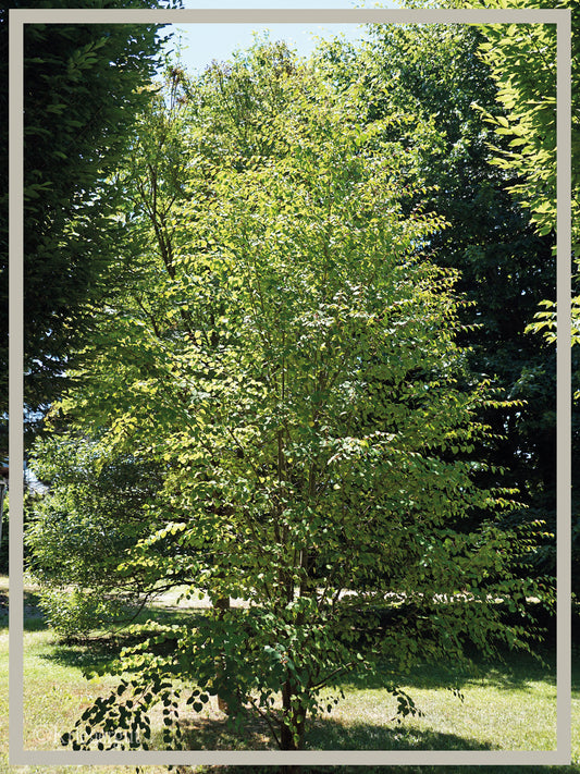 Lebkuchenbaum, Judasblattbaum - Bild 2