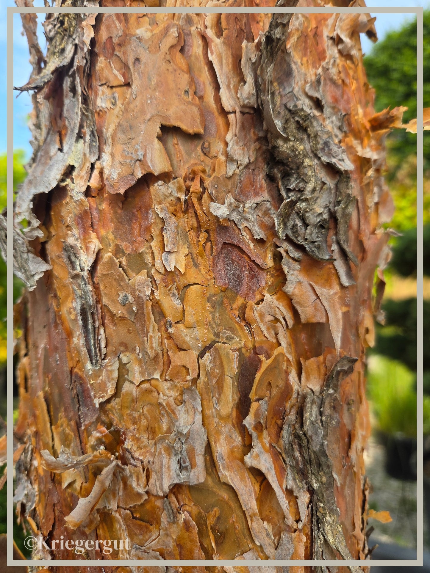 Blaue Waldkiefer, Schirmform - Bild 8