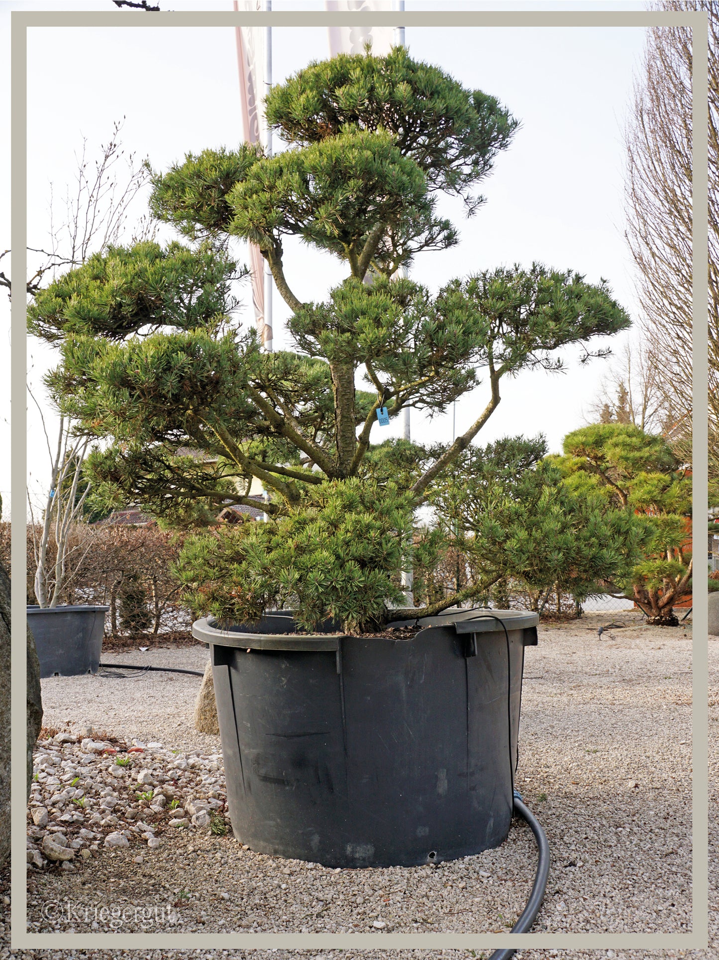 Waldkiefer, Bonsai