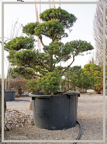 Waldkiefer, Bonsai