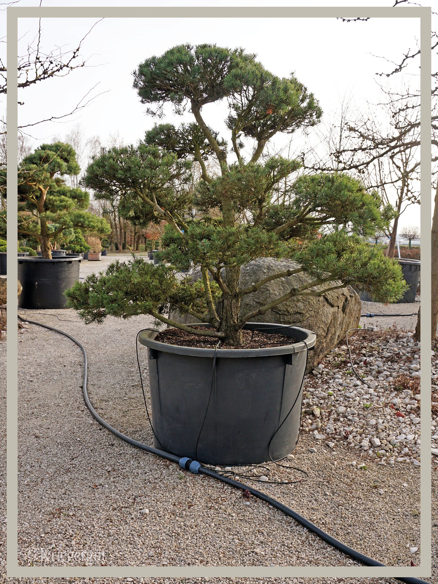 Waldkiefer, Bonsai - Bild 2