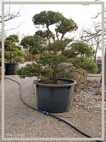 Waldkiefer, Bonsai - Bild 2