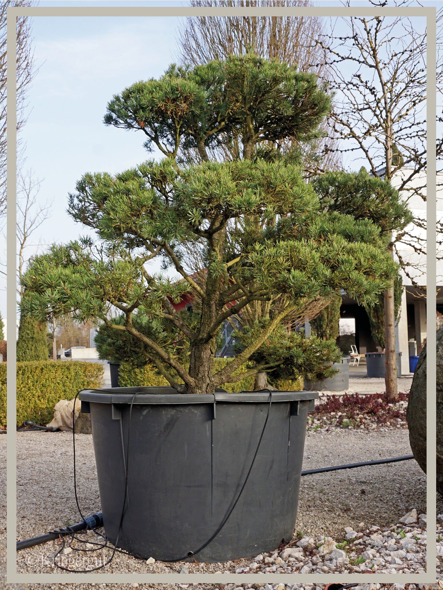 Waldkiefer, Bonsai - Bild 3