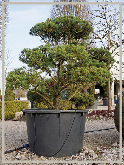 Waldkiefer, Bonsai - Bild 3