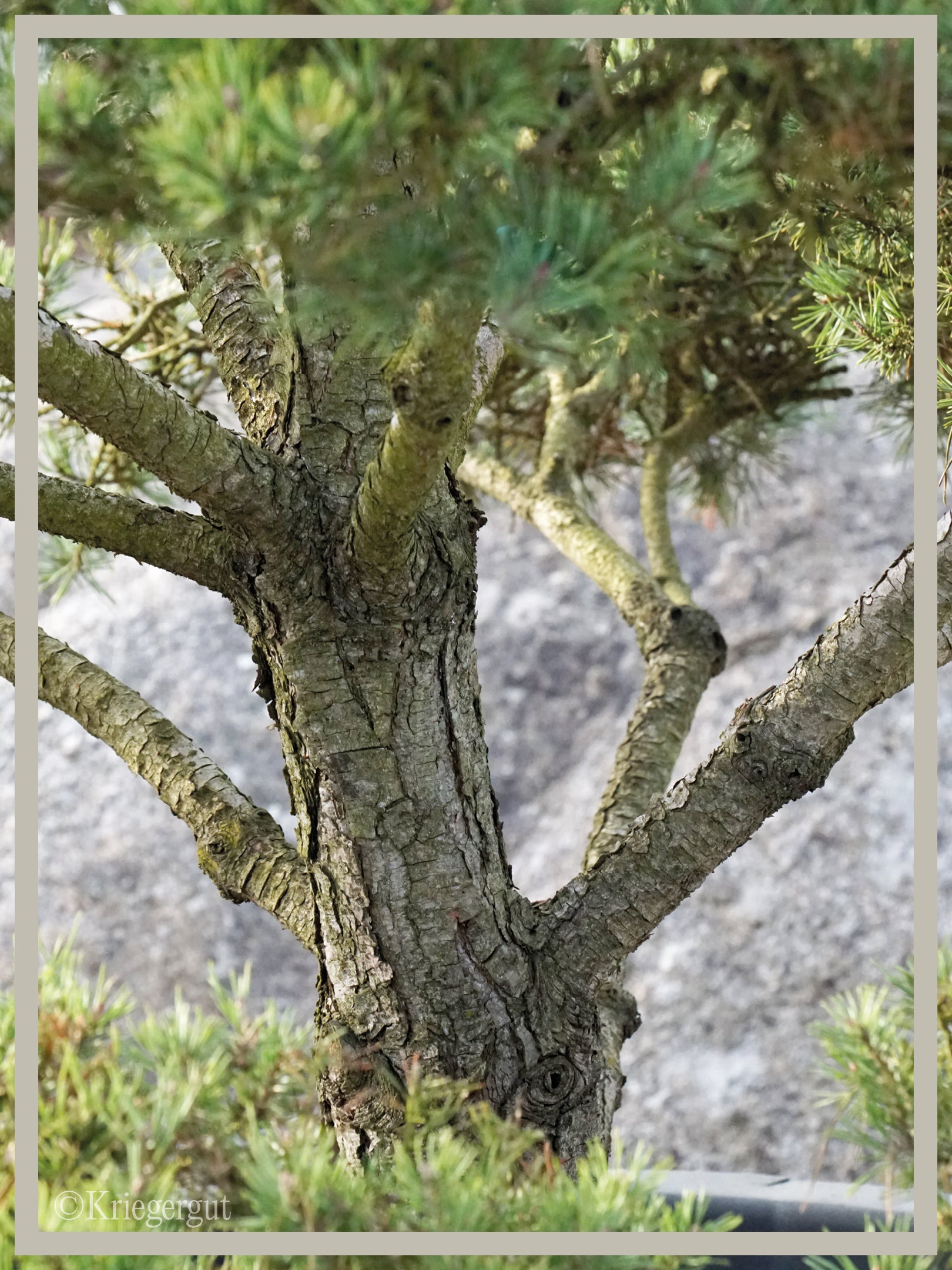 Waldkiefer, Bonsai - Bild 4