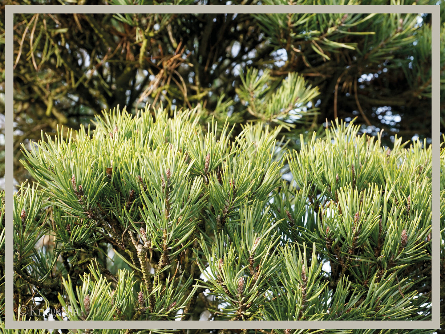 Waldkiefer, Bonsai - Bild 5