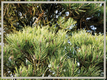 Waldkiefer, Bonsai - Bild 5