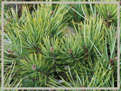 Waldkiefer, Bonsai - Bild 4