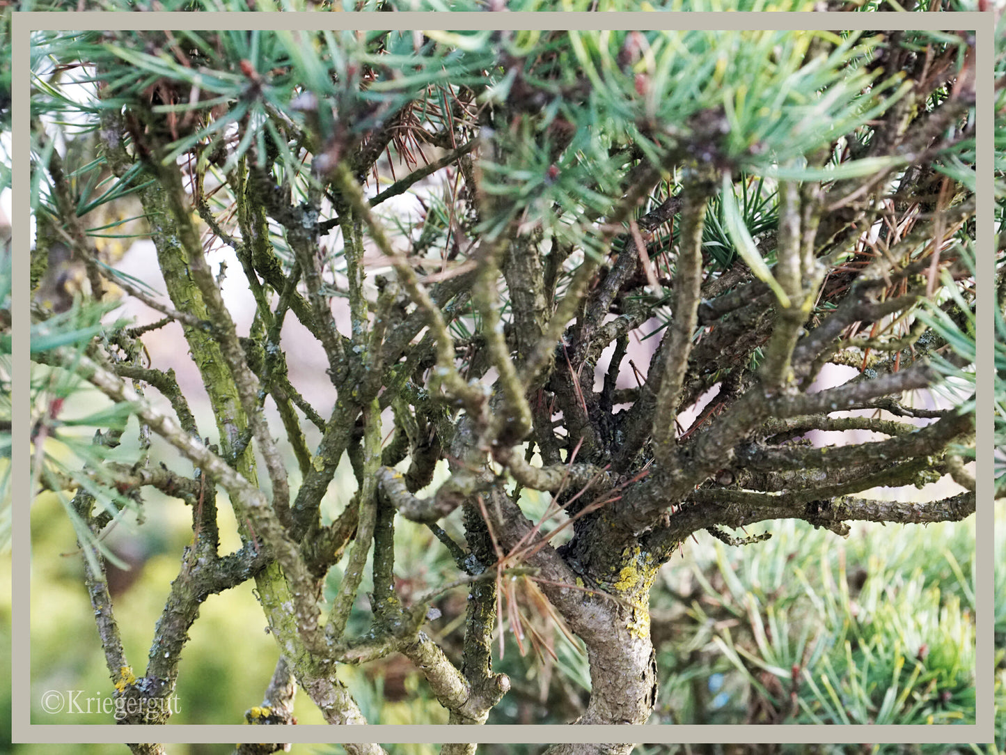 Waldkiefer, Bonsai - Bild 5