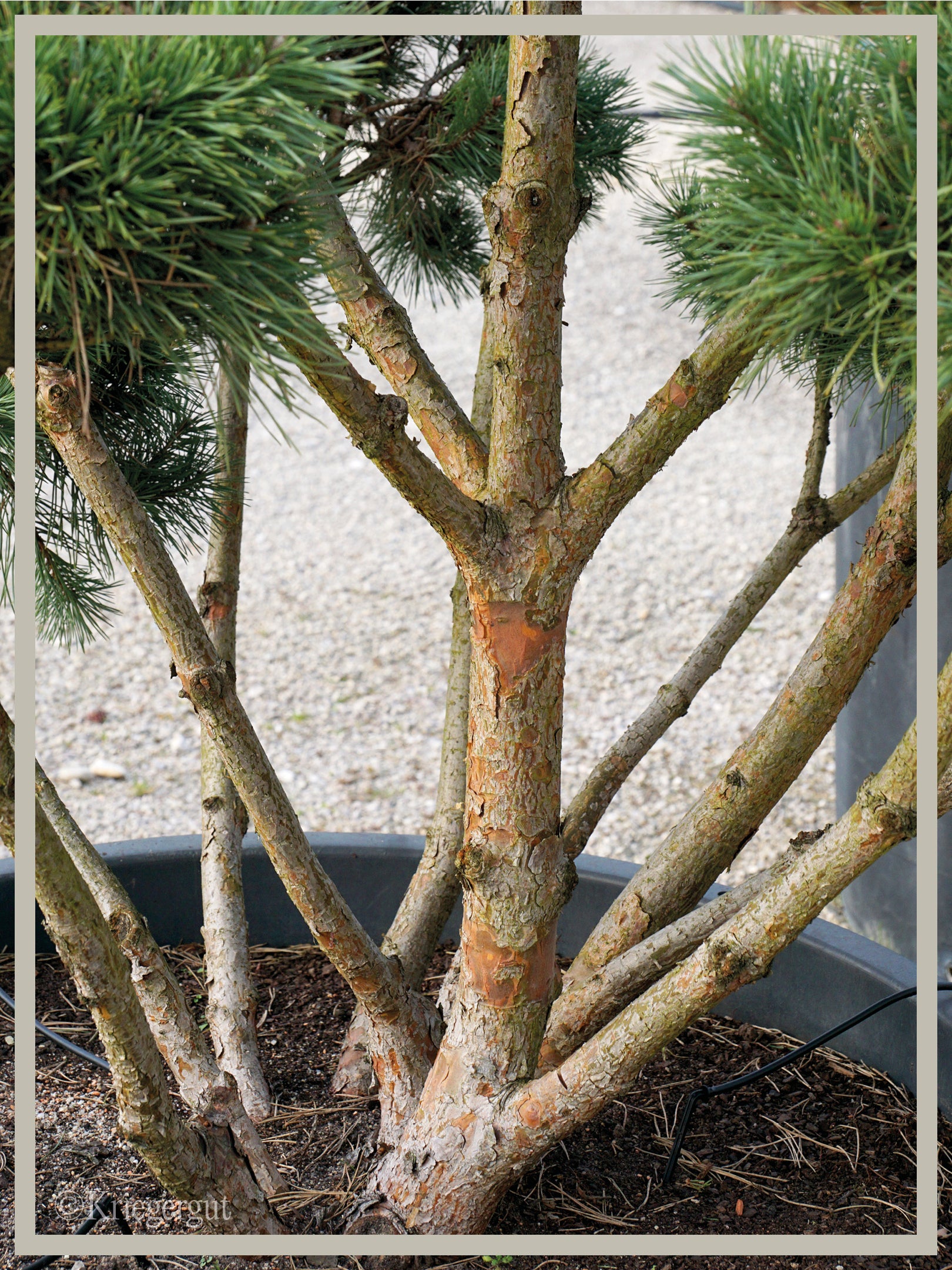 Strauch-Waldkiefer, Bonsai - Bild 3