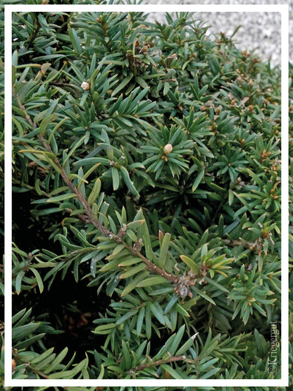Strauch-Waldkiefer, Bonsai - Bild 4