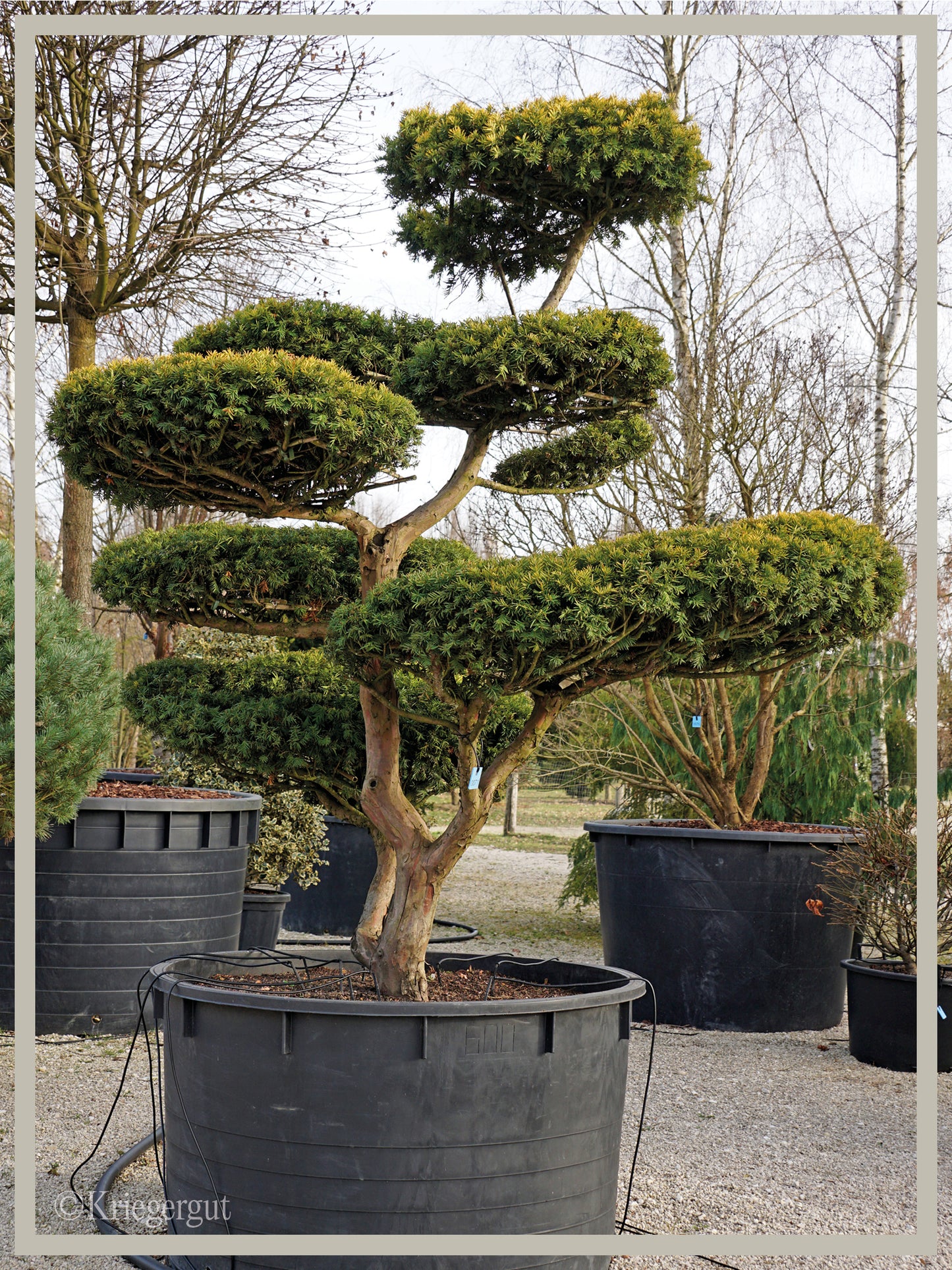 Gold-Eibe, Bonsai - Bild 3
