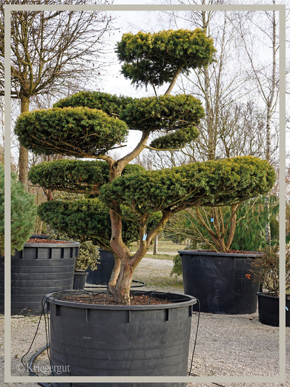 Gold-Eibe, Bonsai - Bild 3