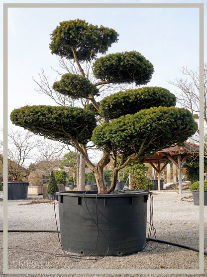 Gold-Eibe, Bonsai - Bild 4
