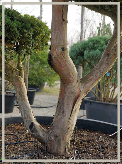 Gold-Eibe, Bonsai - Bild 5
