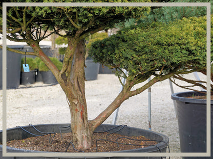 Gold-Eibe, Bonsai - Bild 6