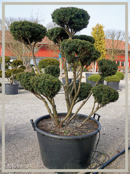 Japanische Eibe, Bonsai - Bild 2