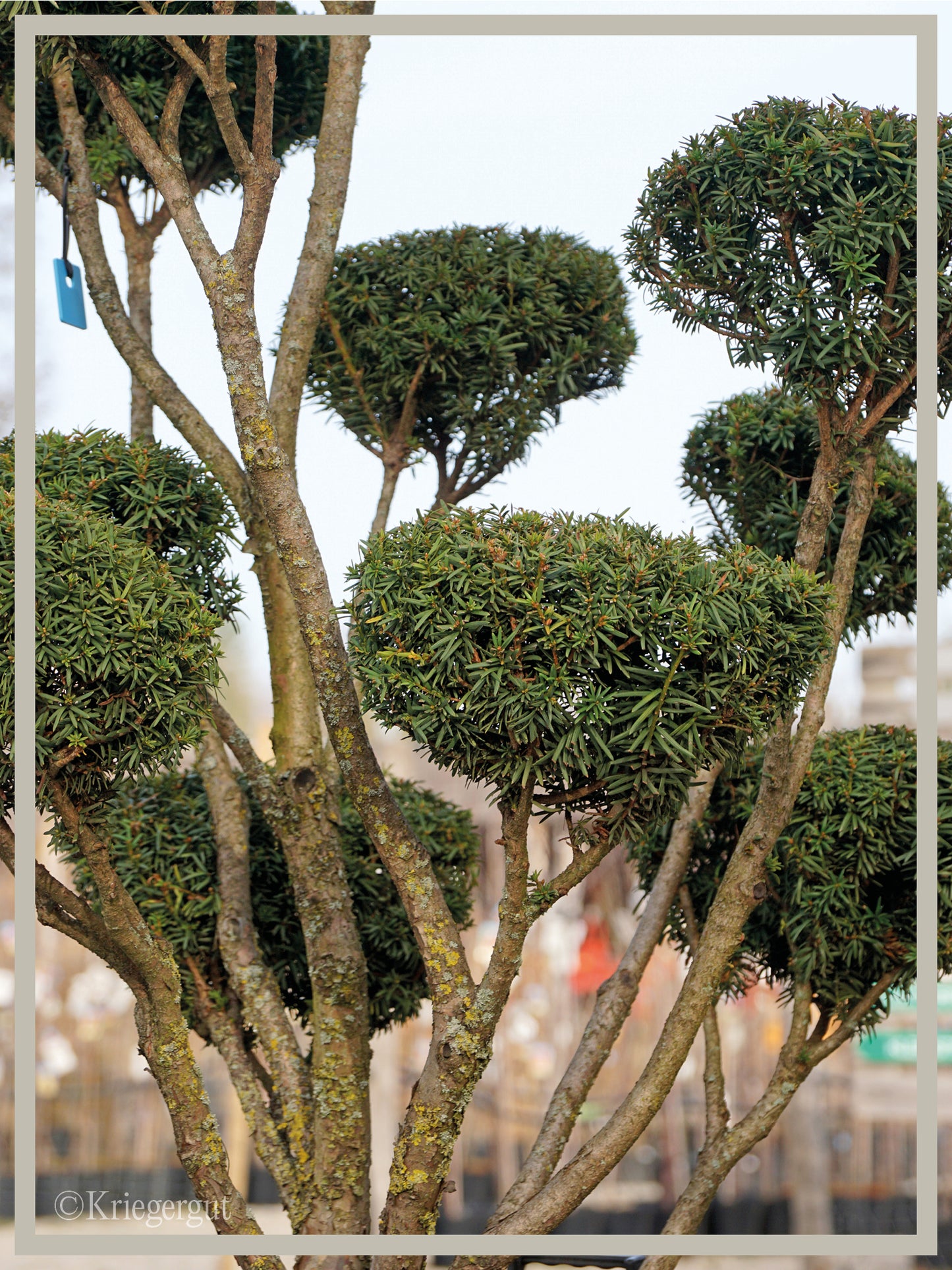 Japanische Eibe, Bonsai - Bild 3