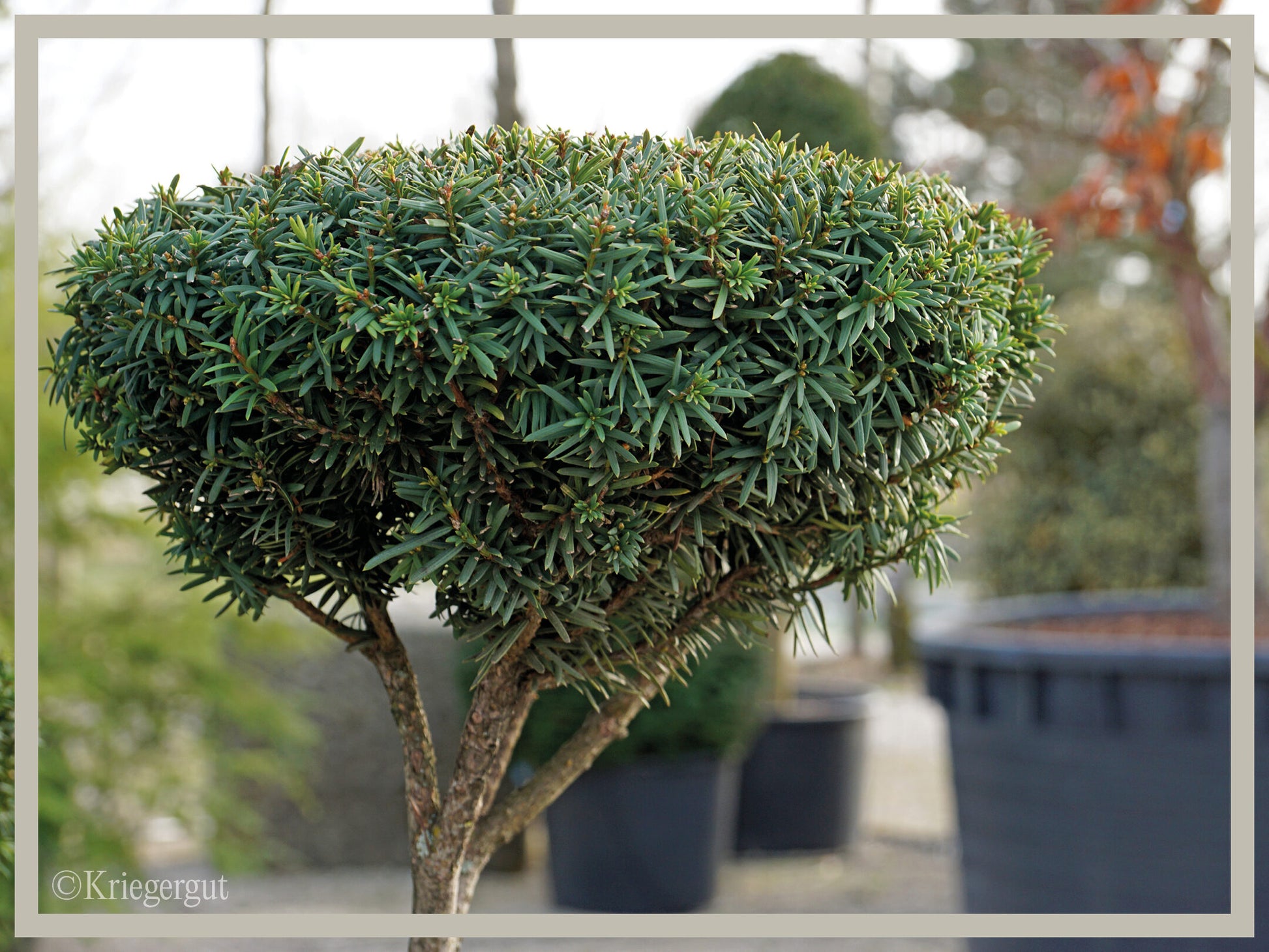 Japanische Eibe, Bonsai - Bild 4