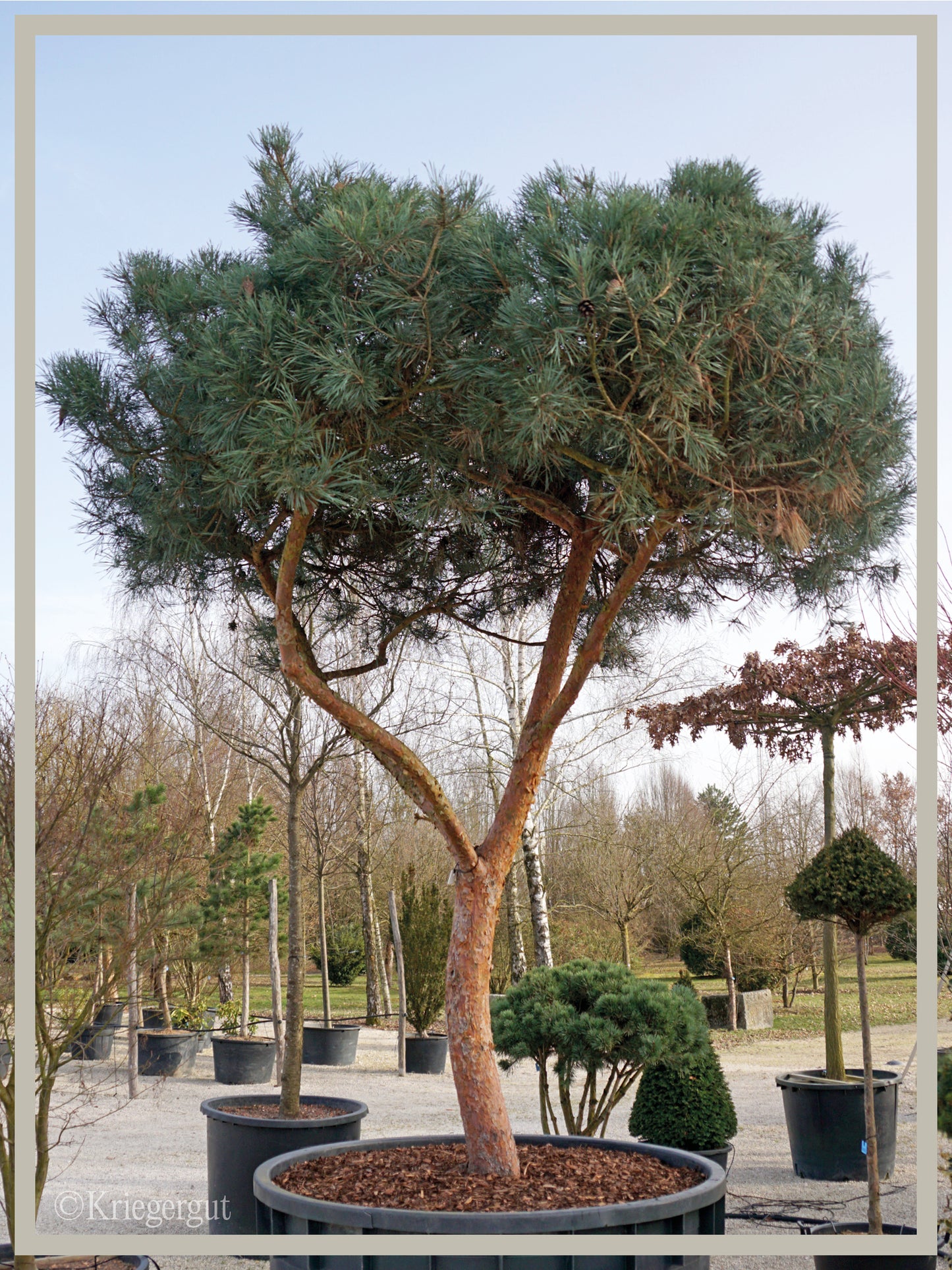 Blaue Waldkiefer, Schirmform - Bild 2