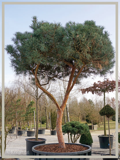 Blaue Waldkiefer, Schirmform - Bild 2