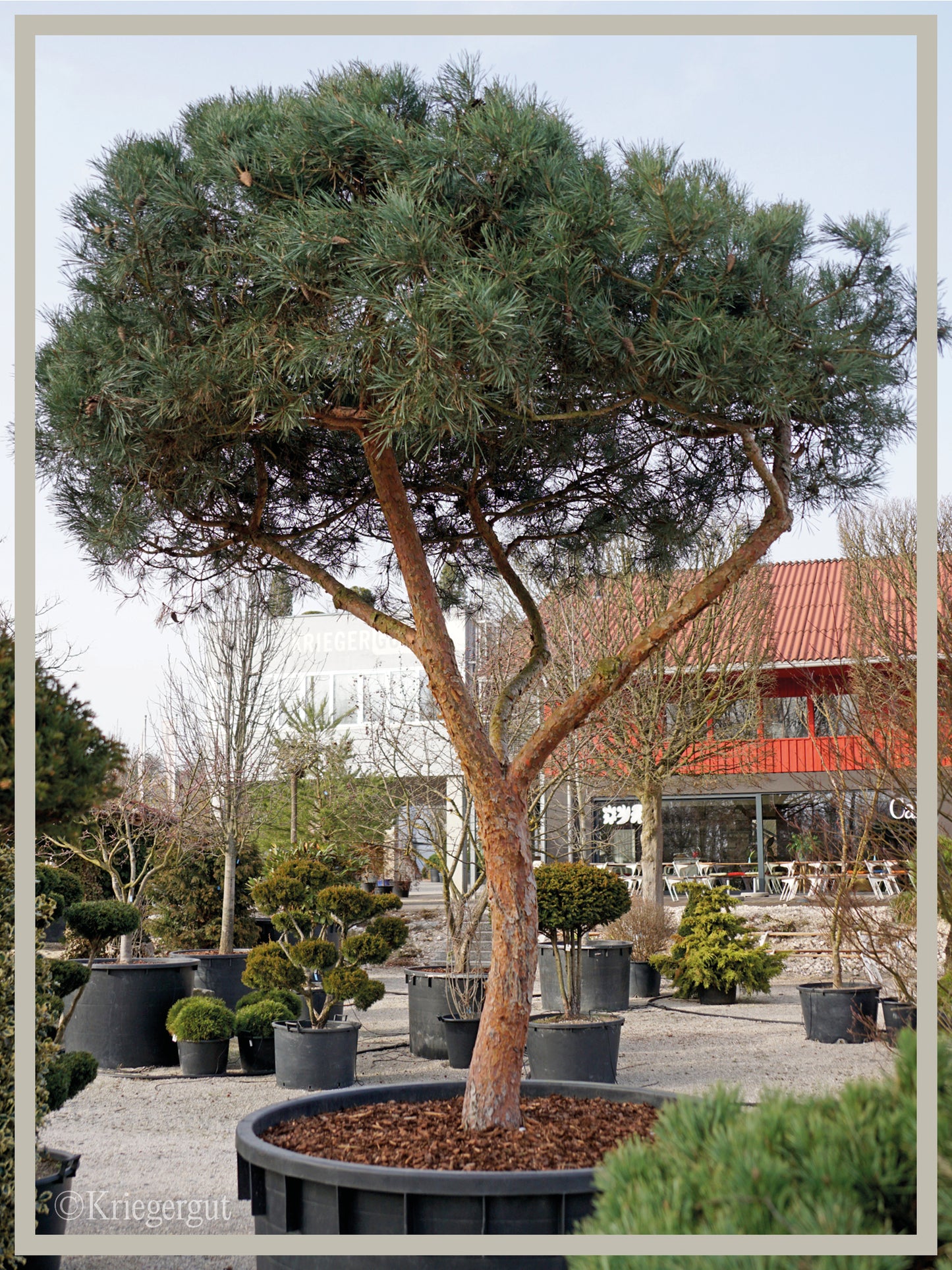 Blaue Waldkiefer, Schirmform - Bild 4