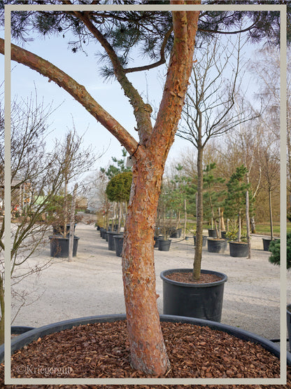 Blaue Waldkiefer, Schirmform - Bild 5