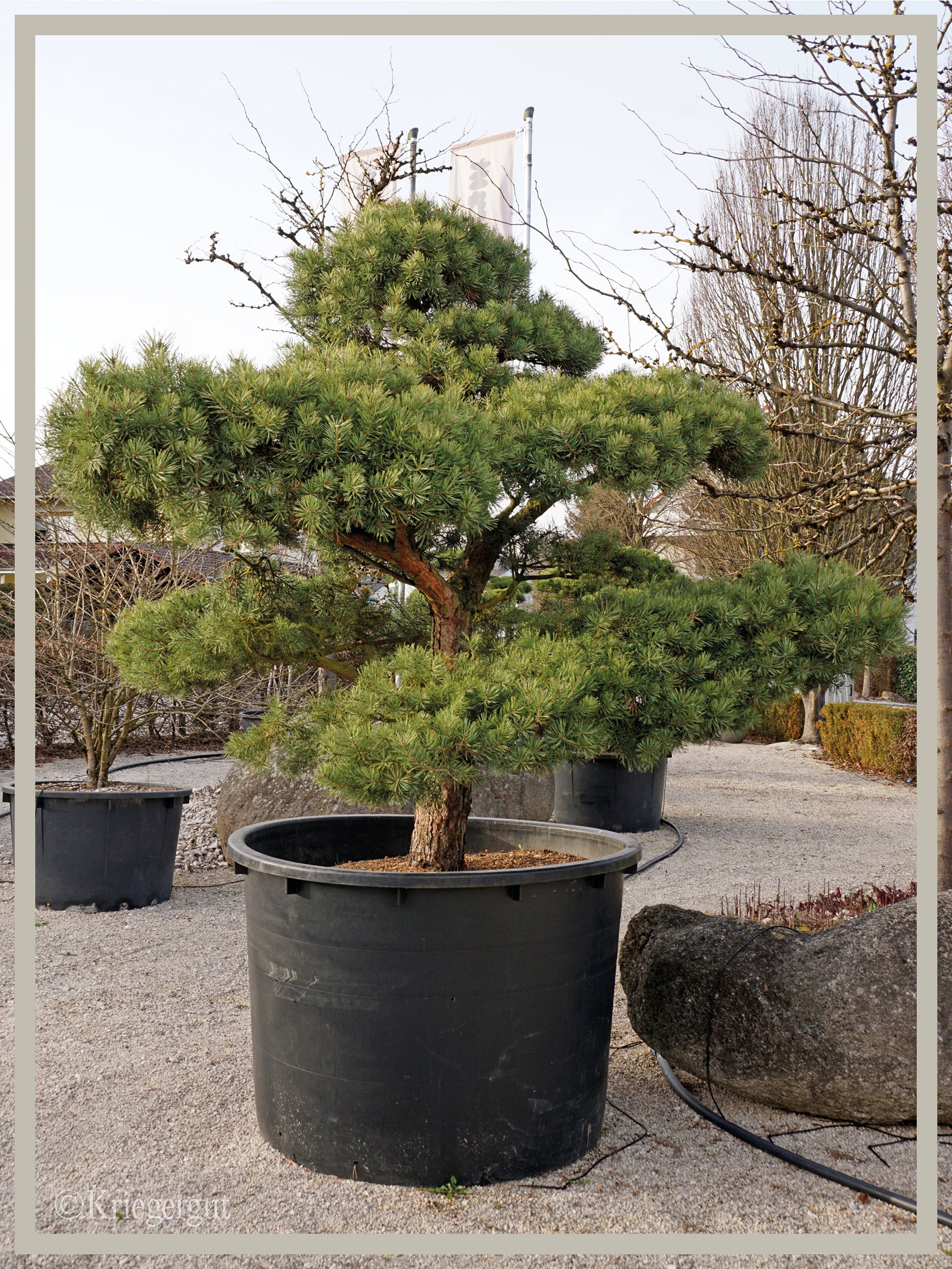 Waldkiefer, Bonsai