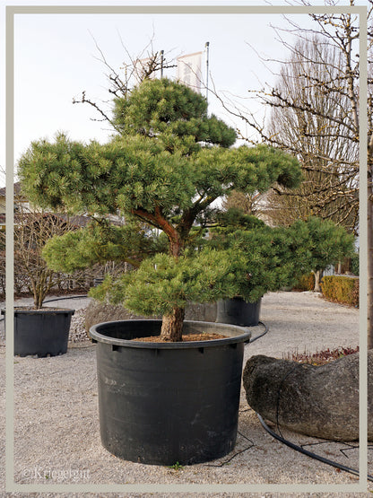 Waldkiefer, Bonsai