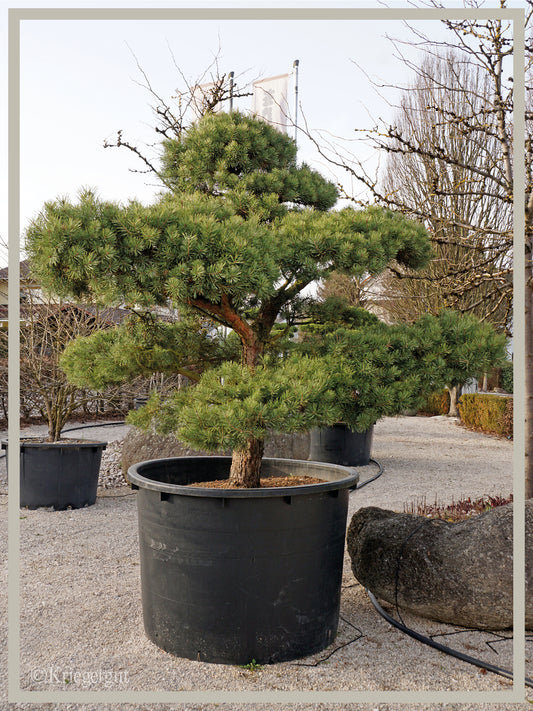 Waldkiefer, Bonsai