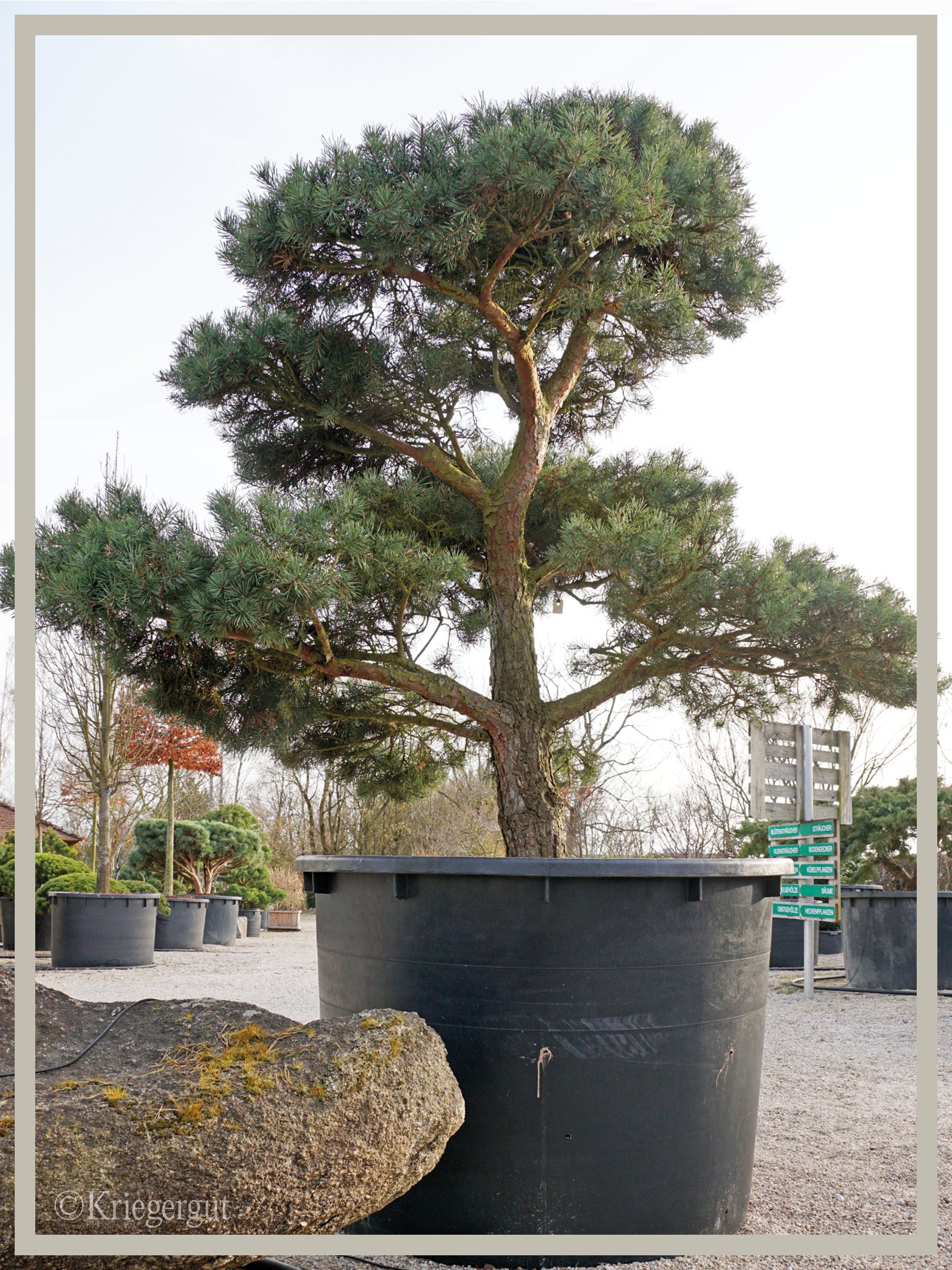 Waldkiefer, Bonsai - Bild 2