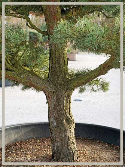 Waldkiefer, Bonsai - Bild 3