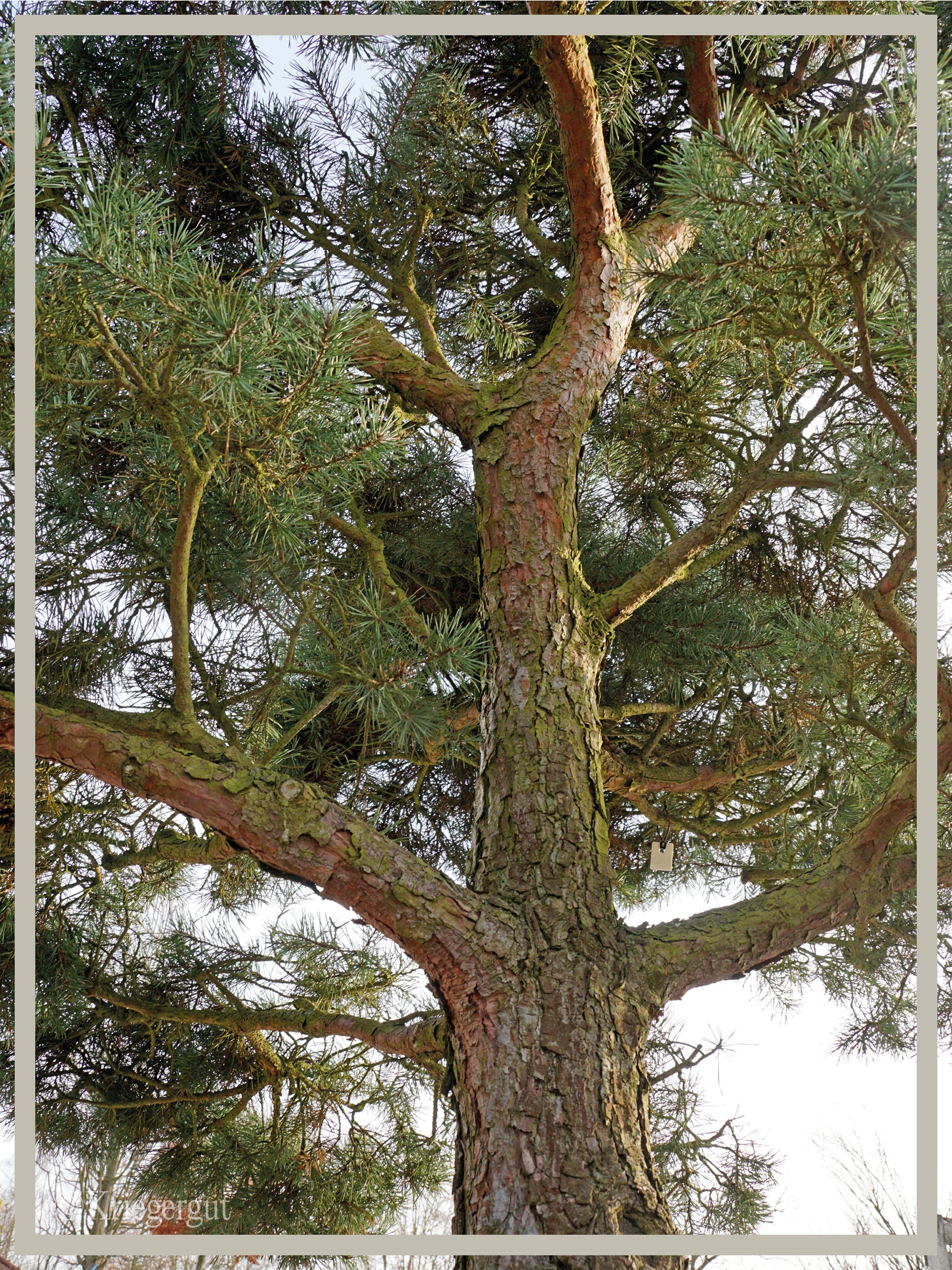 Waldkiefer, Bonsai - Bild 4