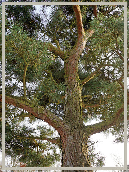 Waldkiefer, Bonsai - Bild 4