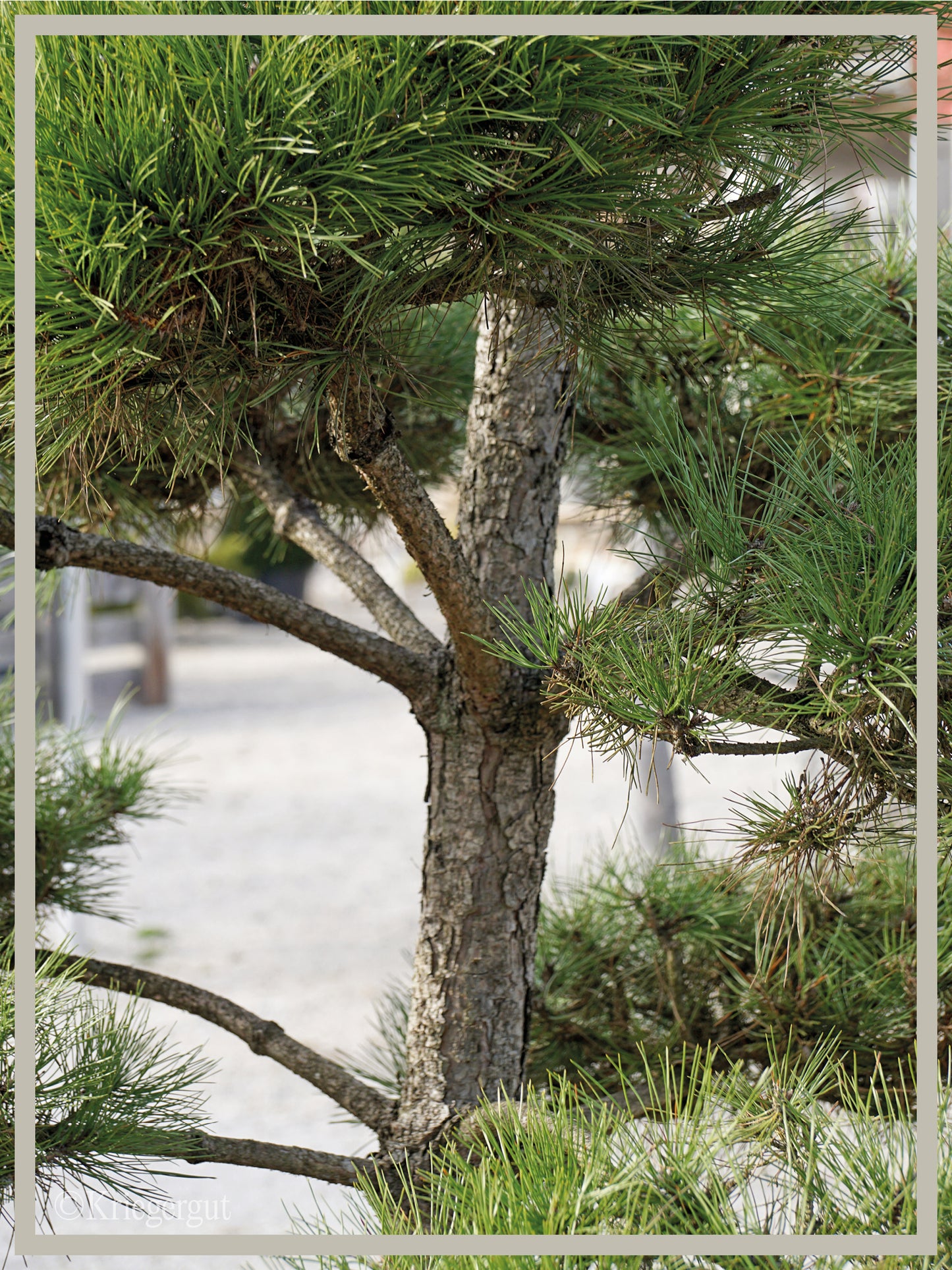 Österreichische Schwarzkiefer, Bonsai - Bild 3