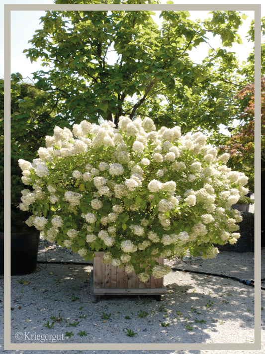 Rispen-Hortensie im Holzkübel