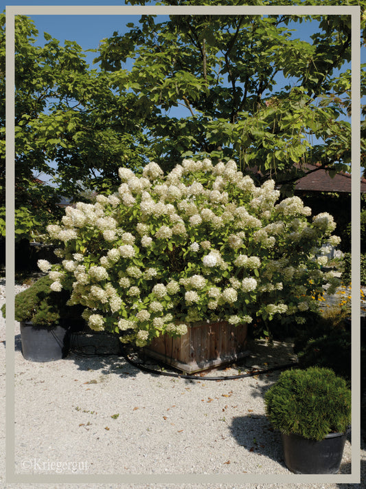 Rispen-Hortensie im Holzkübel