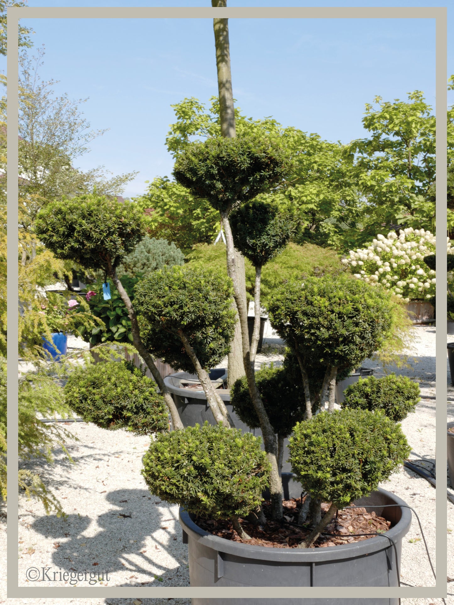 Japanische Eibe, Bonsai