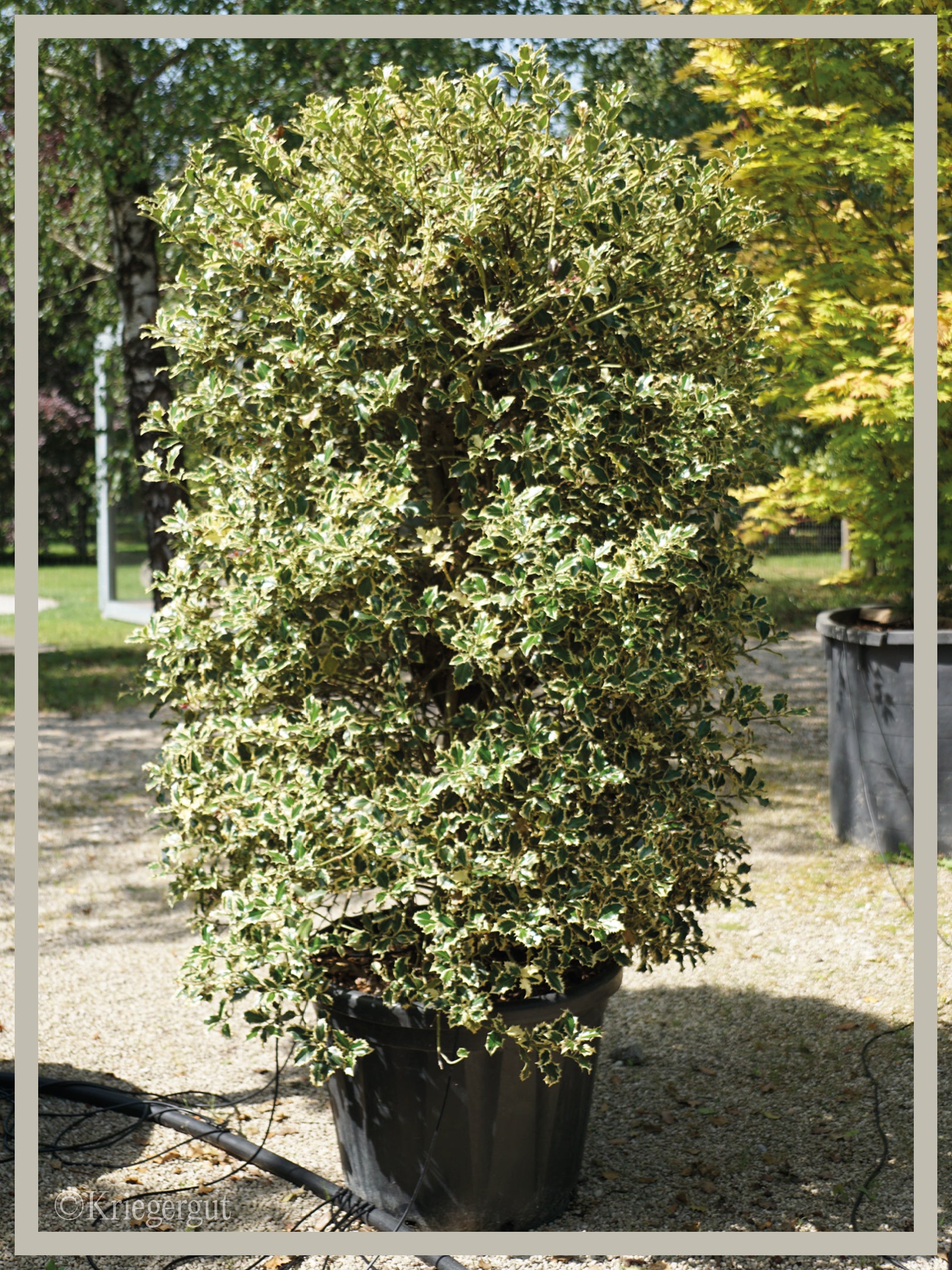 Buntblättrige Stechpalme - Bild 2