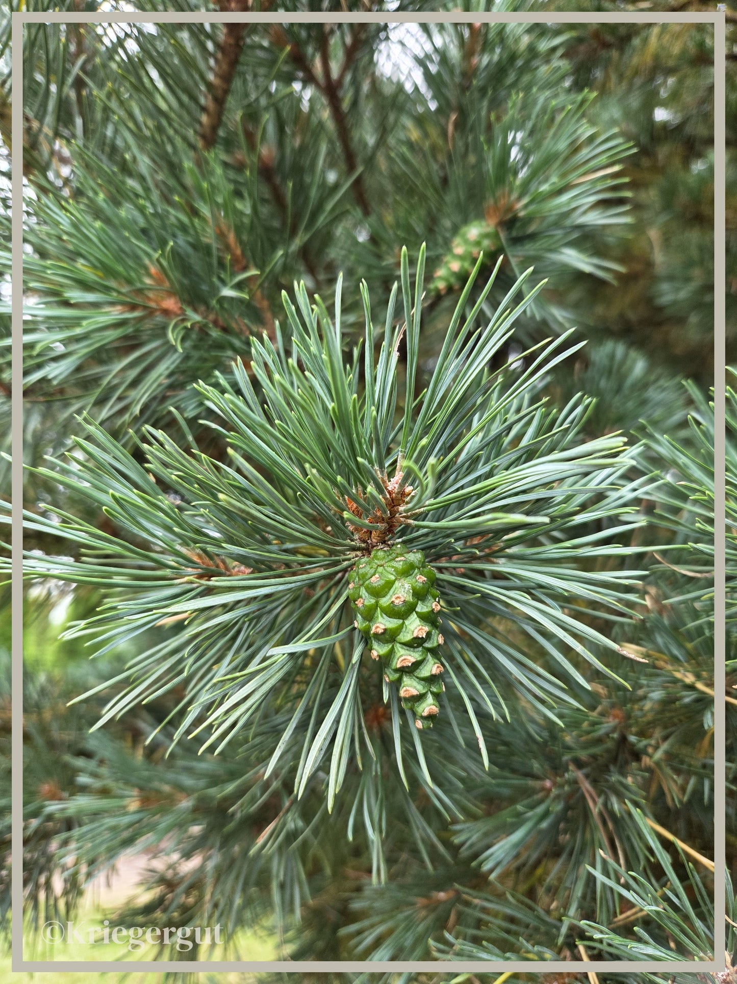 Strauch-Weißföhre - Bild 3