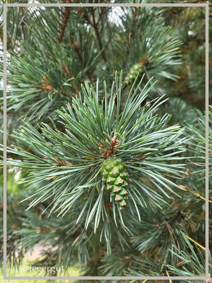Strauch-Weißföhre - Bild 3