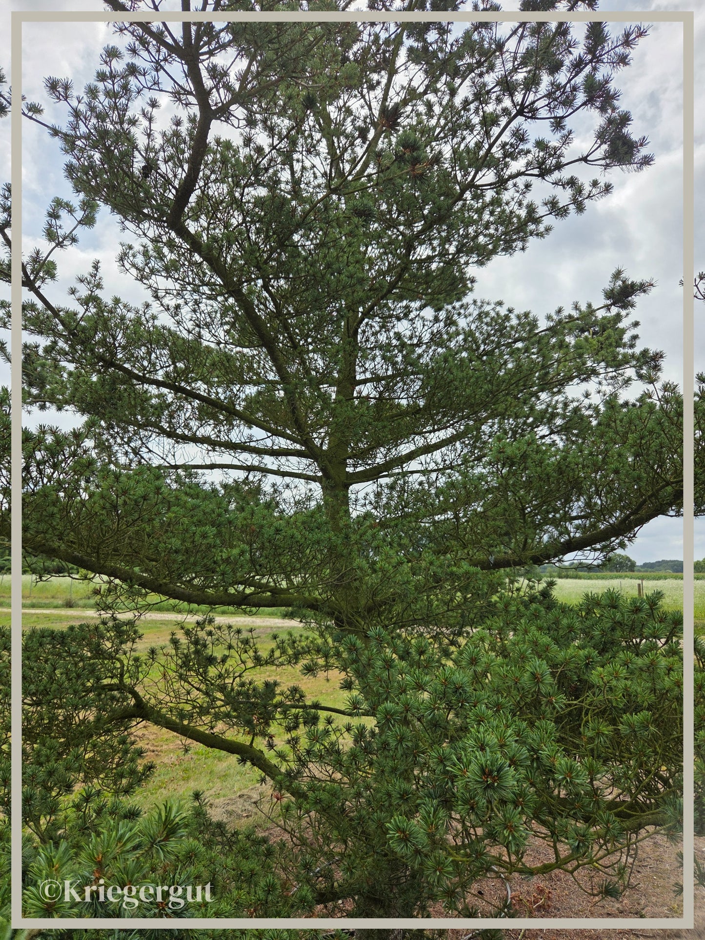 Mädchen-Kiefer - Bild 2