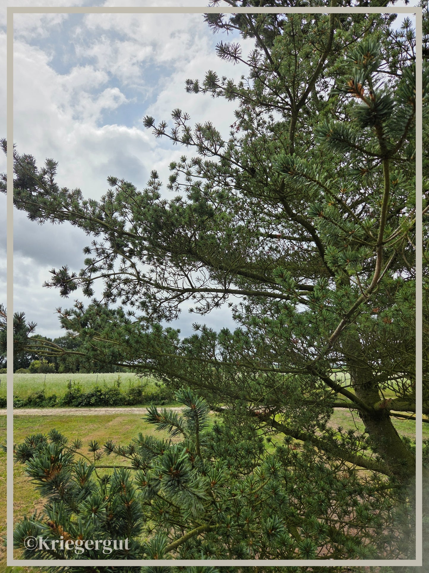 Mädchen-Kiefer - Bild 3