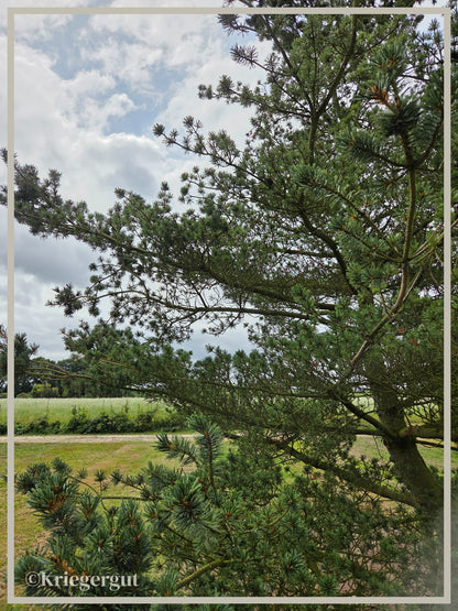 Mädchen-Kiefer - Bild 3